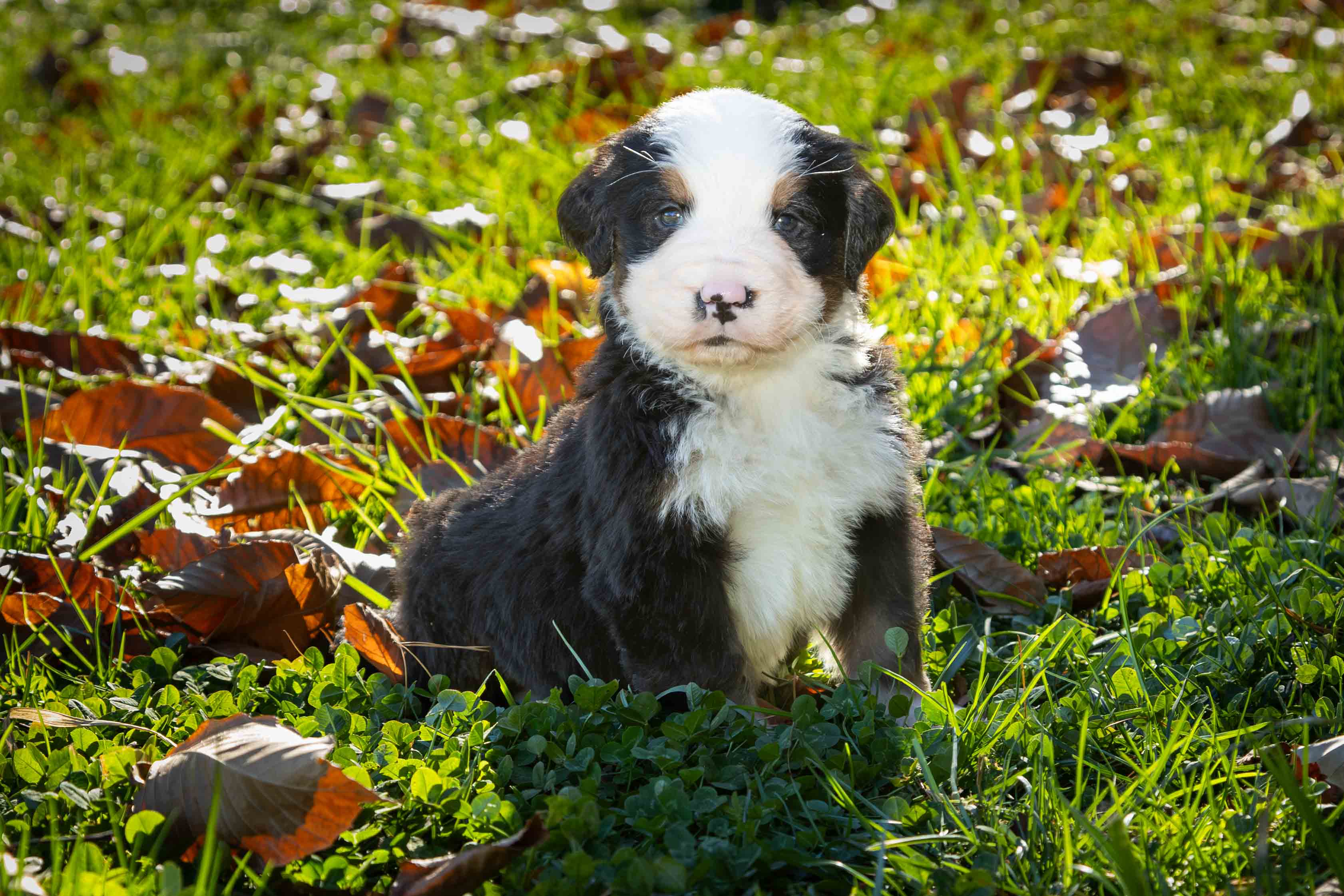 puppy, for, sale, Bernese Mountain Dog, Emanuel  Glick, dog, breeder, Bird-In-Hand, PA, dog-breeder, puppy-for-sale, forsale, nearby, find, puppyfind, locator, puppylocator, aca